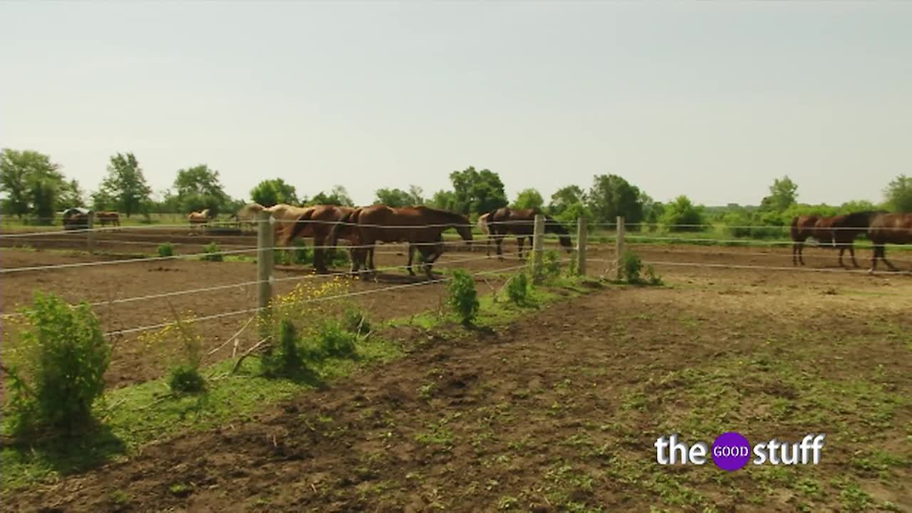 The Good Stuff: This Old Horse